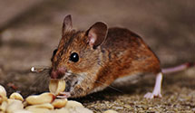 24 Hour & Emergency Exterminators in Stanville, KY